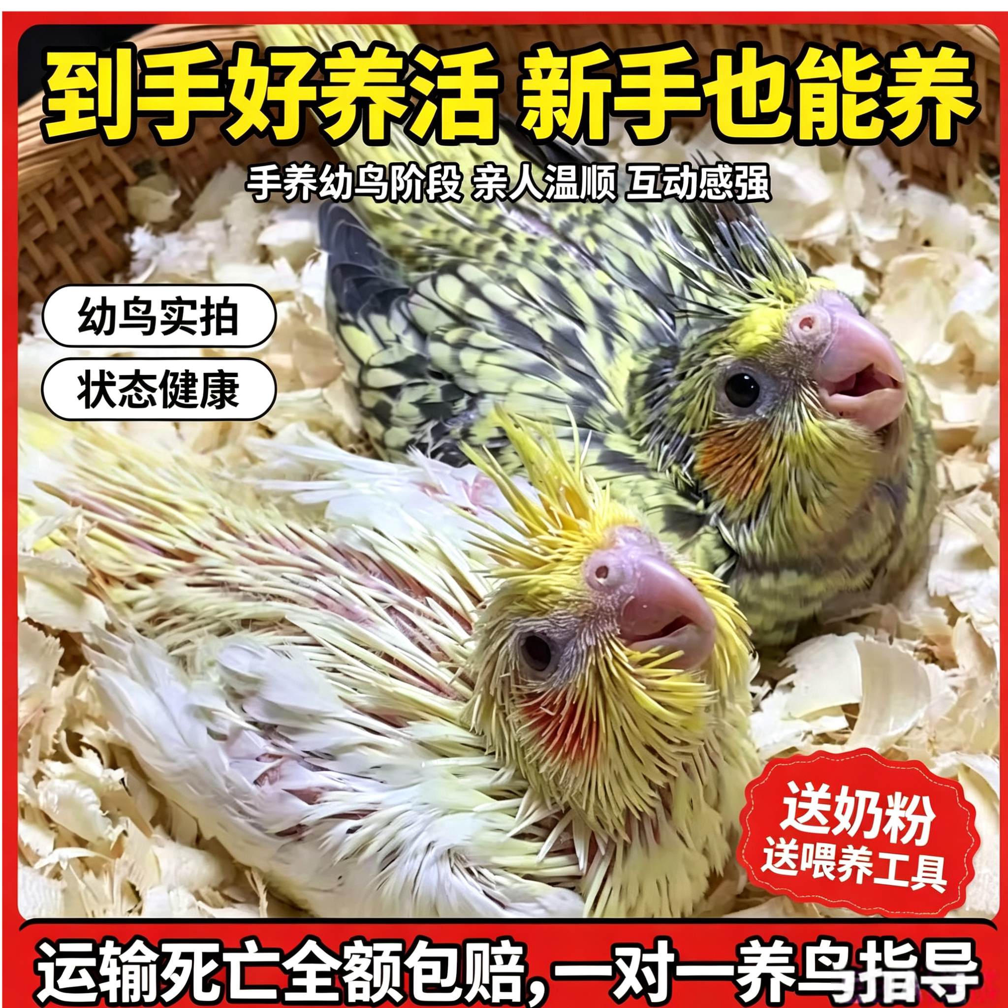玄凤鹦鹉手养亲人活体现货宠物学说话黄化繁殖珍珠原始灰雏鸟活鸟