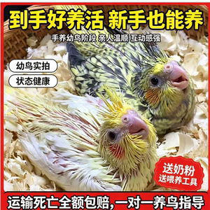 玄凤鹦鹉手养亲人活体现货宠物学说话黄化繁殖珍珠原始灰雏鸟活鸟