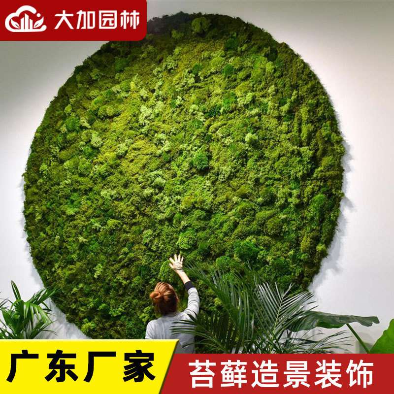 青苔苔藓植物造景永生苔藓植物墙仿真绿植墙装饰材料盒装苔藓
