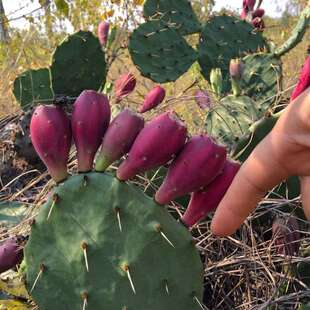 开花结果仙人掌虎头团扇仙人掌耐热耐寒耐旱仙人掌果实可食用