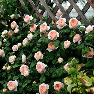 涵仙藤本月季花苗玫瑰 中香多季节开花爬藤花卉【包对版】