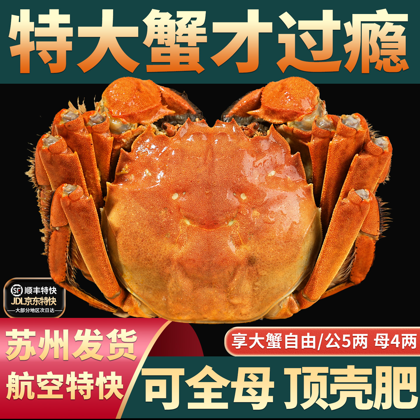 【特大蟹】10只大闸蟹鲜活螃蟹