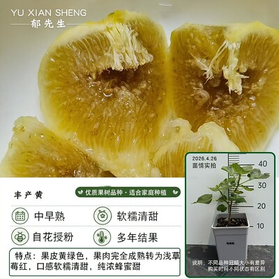 郁先生# 精品无花果丰产黄果树苗带盆带土