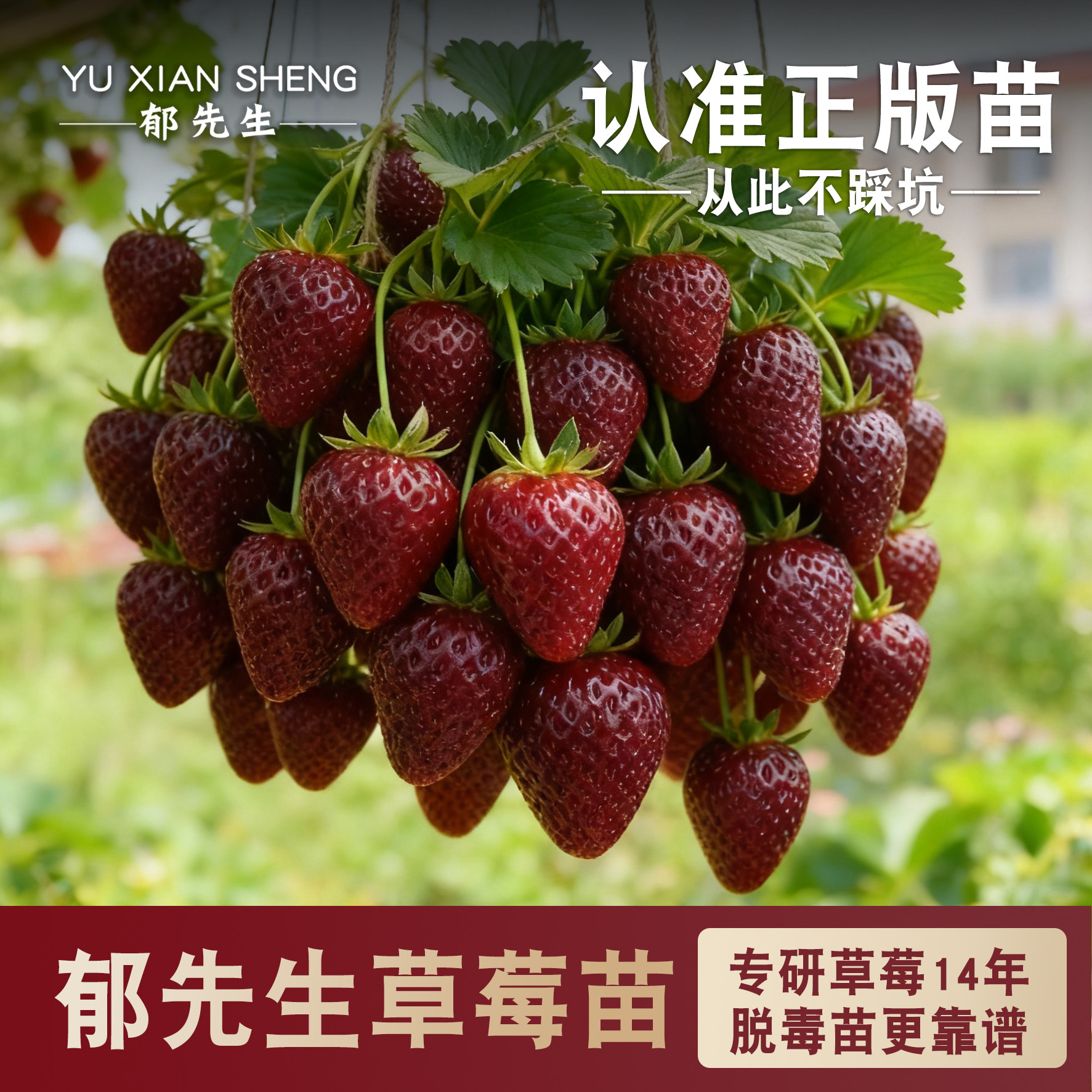 郁先生草莓苗盆栽玄玉奶油隋珠黑珍珠阳台四季结果特大号优质苗秧
