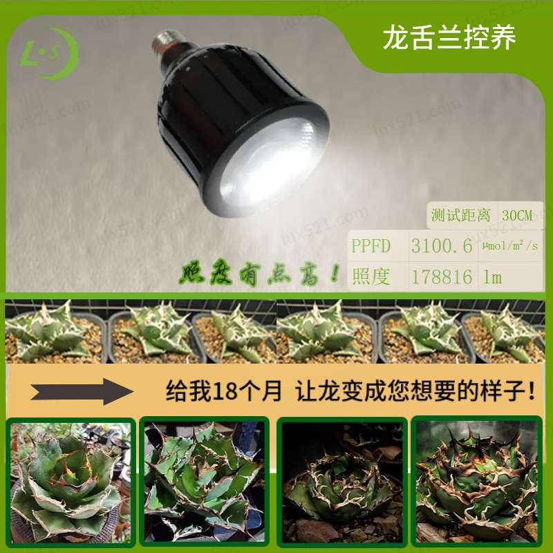 龙舌兰植物灯块根植物生长灯仙人掌多肉植物补光灯模拟太阳光灯