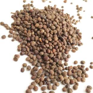 凤仙花草籽 家庭观赏盆栽指甲花  四季种易活易种植物凤仙花