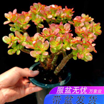 叶 姬老桩红花好养月 发万象古典花园带盆货小盆夏季玉树