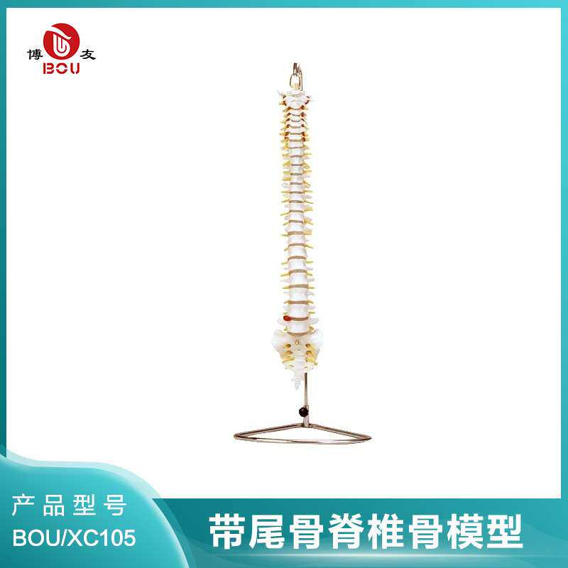 博友脊椎骨模型(带尾骨,自然大)  脊椎生理弯曲 三个椎间软骨模型