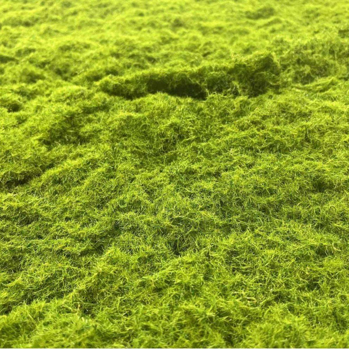 仿真苔藓草皮 青苔草皮 网红苔藓绿植墙布景 仿真苔藓曲丝青苔