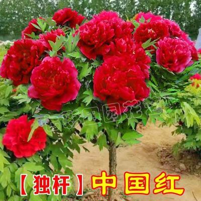 正宗观赏独杆牡丹花树直杆牡丹C树形牡丹大花重瓣牡丹庭院种植
