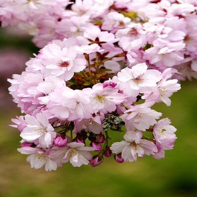 西府花树苗海棠垂海棠花庭院海棠北耐寒植物丝高美杆海棠大型地栽