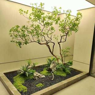 精品马醉木真树造景装饰树生绿植大型假树简约景观橱窗摆件