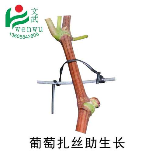葡萄手工扎丝 圆扁形一万条 猕猴桃火龙果扎线 省工省时 花卉扎丝