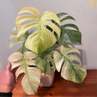 白怪兽龟背竹Monstera White Monster室内阳台锦化植物花叶盆栽稀