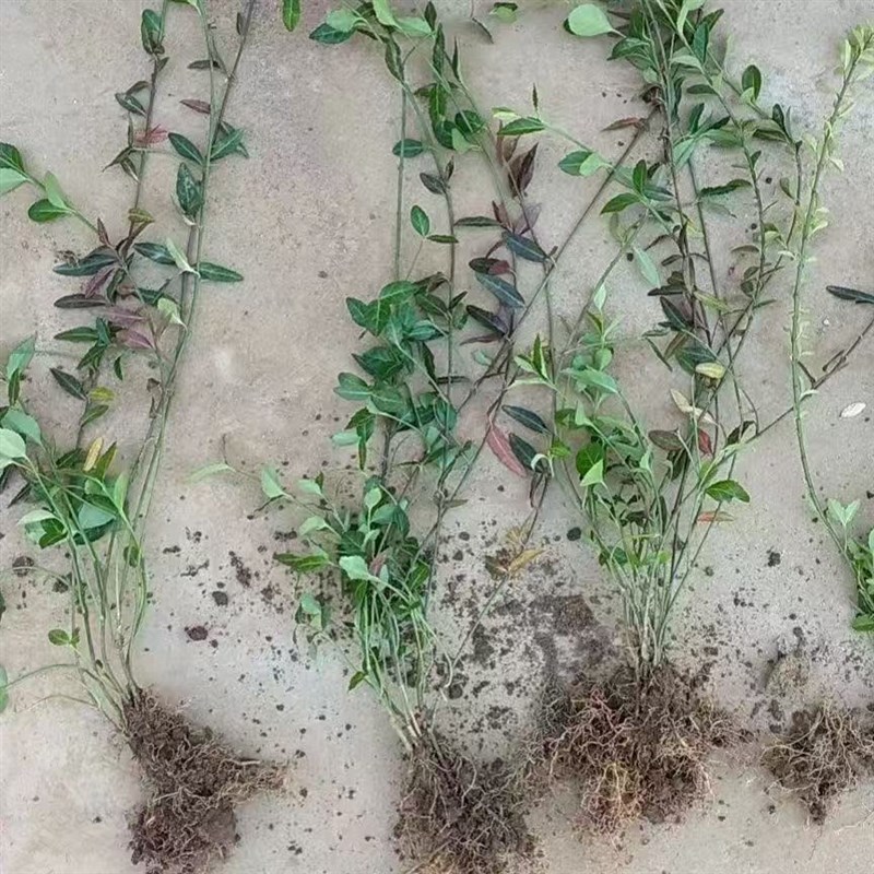 耐寒冬的爬藤花卉小叶扶芳藤攀缘植物卫矛四季常青可护坡绿植好活