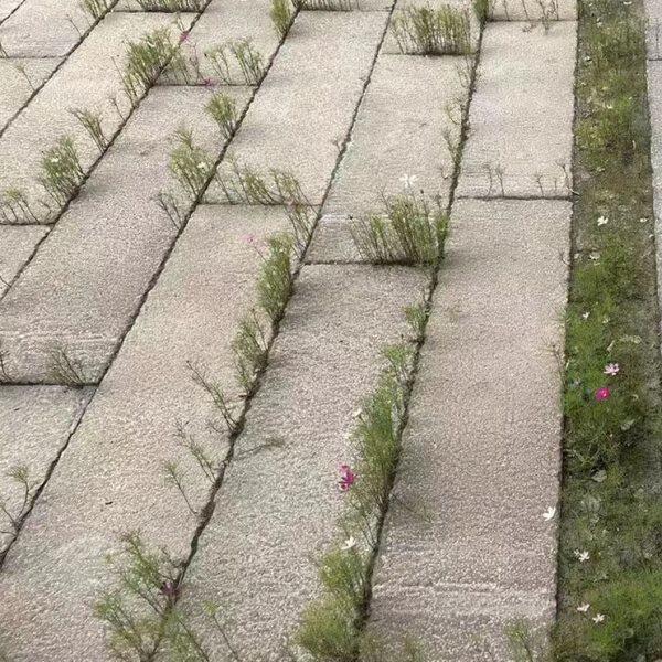 石旧地建铺花岗岩老石铺石台阶地门槛石仿古条庭院板石老福石石板