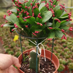 月初带嫁接假3盆昙花蟹爪兰5重瓣月期三原带花苞月底到红多色土