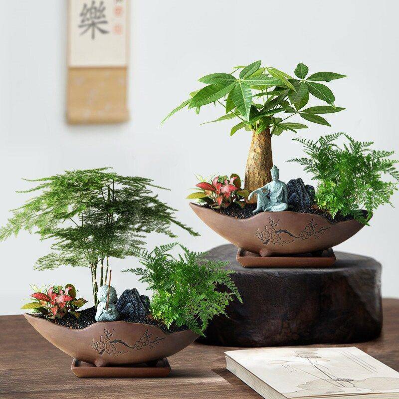 发财树盆景植物文竹客厅公室茶几桌面绿植中式室内盆栽四季好养