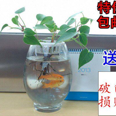 鱼加厚玻璃客厅水培植物包邮大型超大瓶恐龙蛋花盆绿萝花透明可养