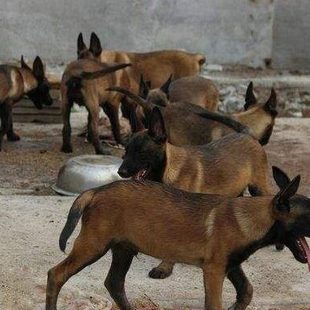 纯正马犬马犬纯种马犬血出售黑红马犬幼犬健康统纯种出售家养