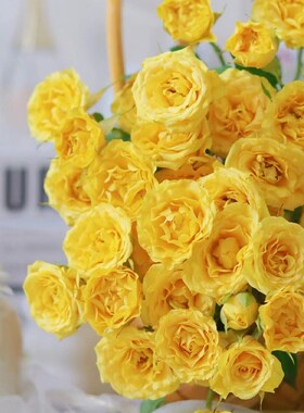 A级玫瑰鲜花多头黄色玫瑰花水养鲜切花花K束玫瑰故事同款玫瑰鲜花