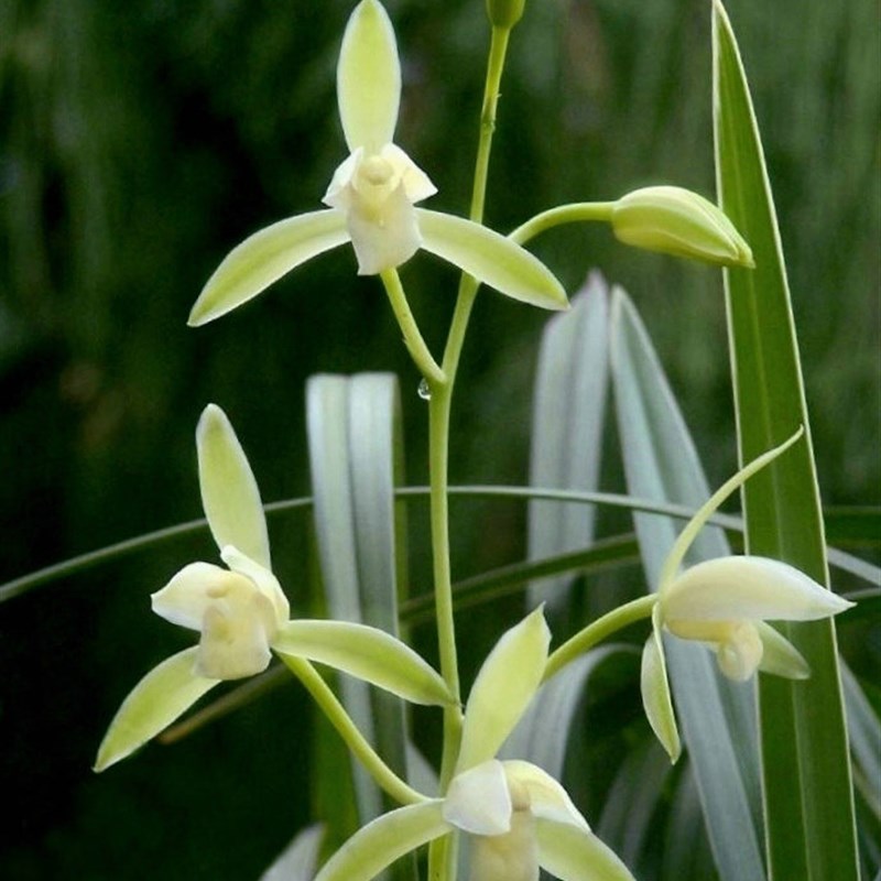 带花苞 !浓香正宗素心银边大x贡 古时贡品香味霸道清冽 四季兰花