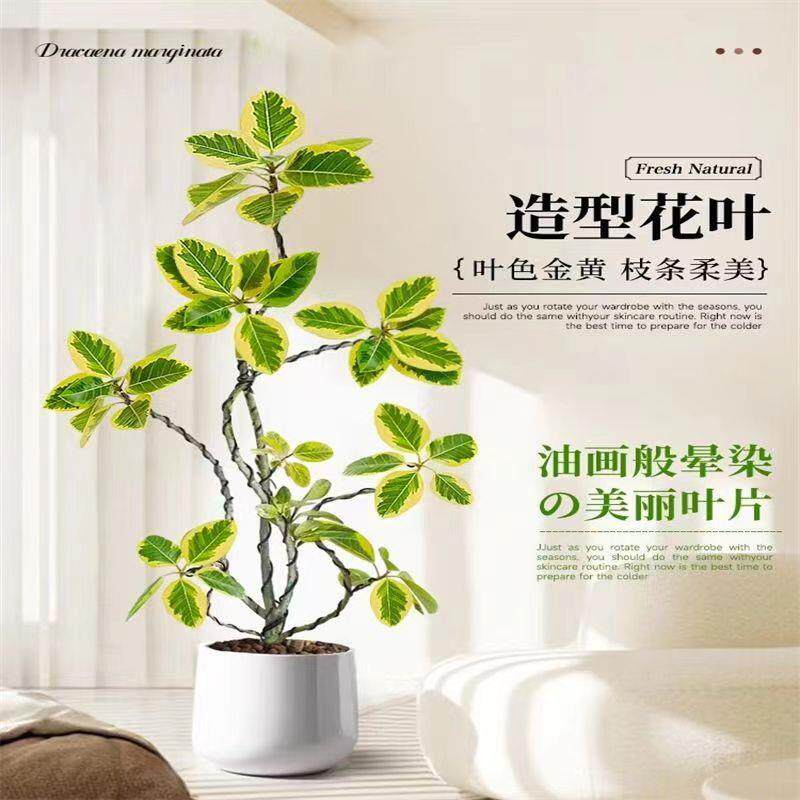 黄金榕轻奢花叶富贵榕树绿植物客厅办公室内造型盆景大型盆栽落地