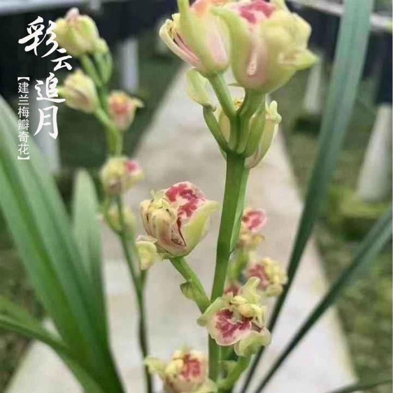 名贵兰花苗建兰四季兰彩云追C月浓香好养兰花室内阳台客厅