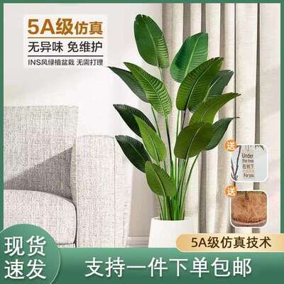 北欧仿真绿植盆栽旅人蕉天堂鸟家居客厅室内植物装饰盆栽落地摆件