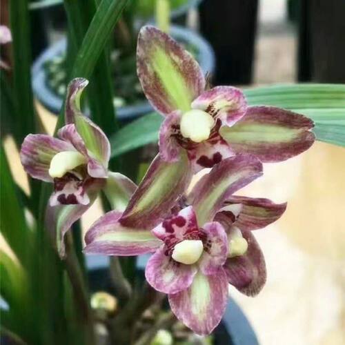 带花苞兰花苗新品梅瓣型【赫兰剑】阳台花卉盆栽室内室外绿植