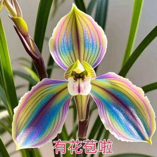 办公室花苞阳台花苗新品春兰耐寒