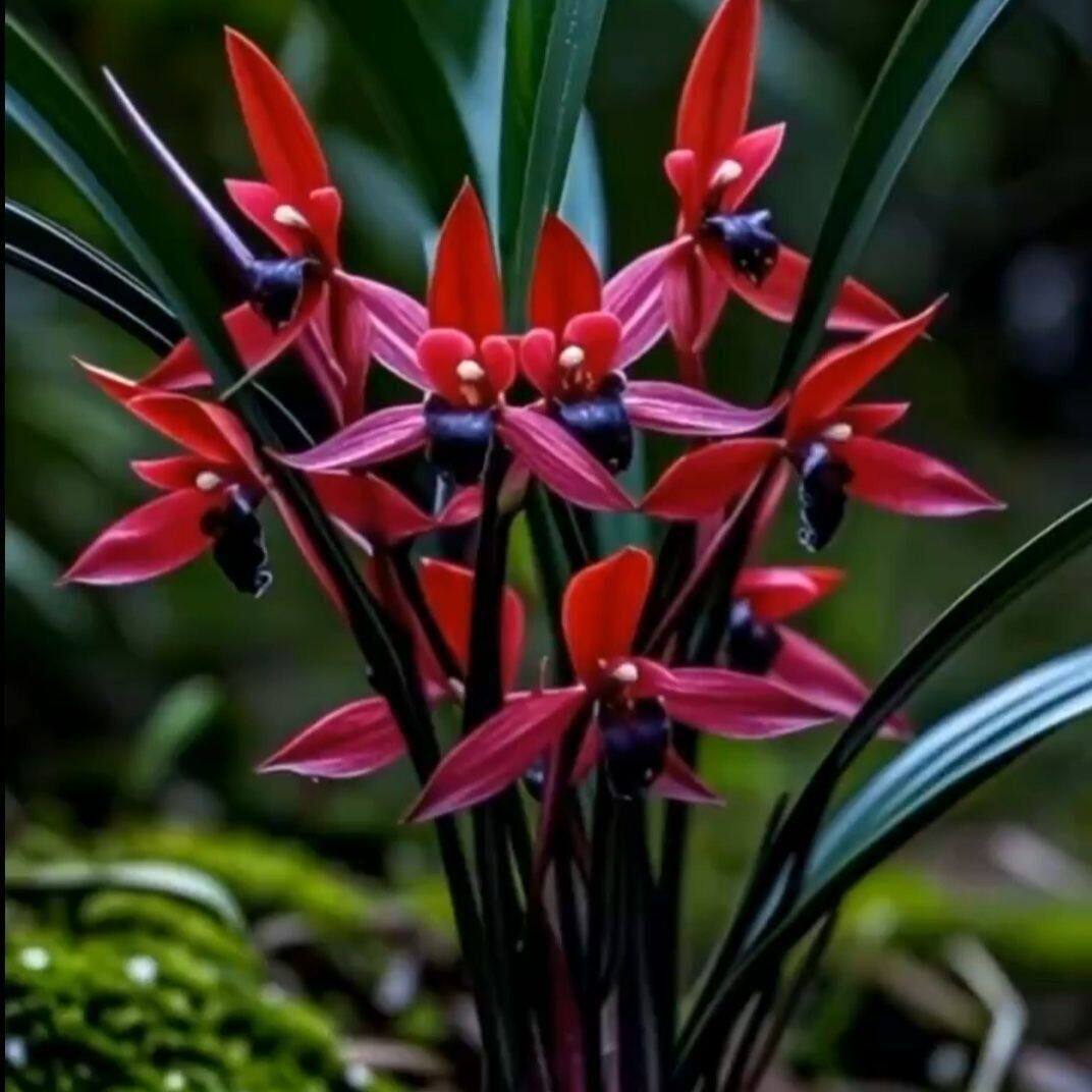 即将上花兰花苗矮种浓香型春兰【烈火黑舌】阳台客厅露天盆栽花卉