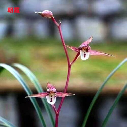 精品花苞朝霞名贵花苗盆栽内外带