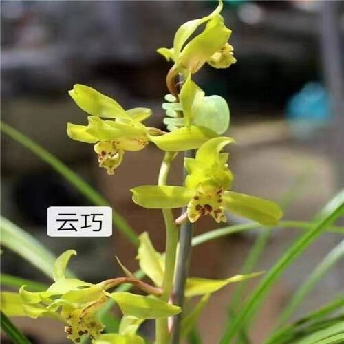 带花苞惠兰新品兰花苗【云巧】室内外绿植花卉
