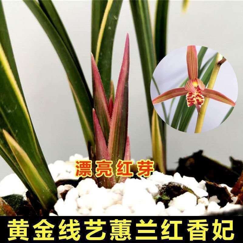 惠兰金边线艺新品色花【红香妃】