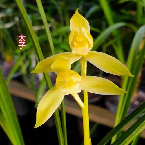 花苞精品花苗新品春兰黄素太子带