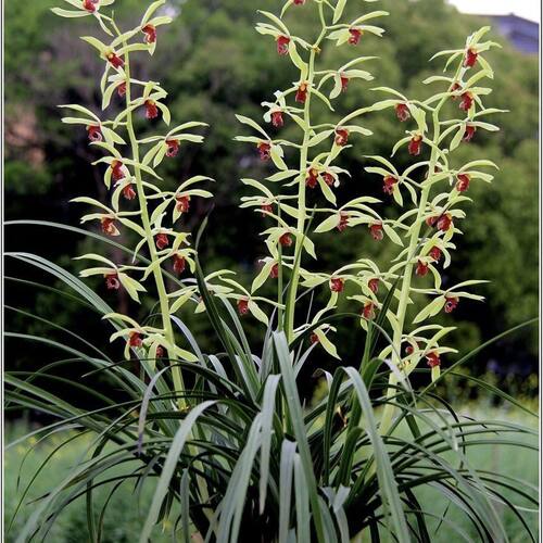 花苞花苗蕙兰品红浓香花卉盆栽带