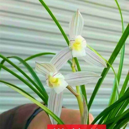 浓香型花苞十大名贵花苗新品内外