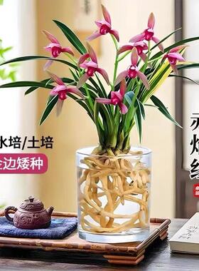 小苍兰水培香水金边花苗内外植物