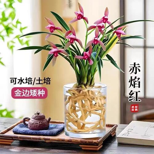 小苍兰水培香水金边花苗内外植物