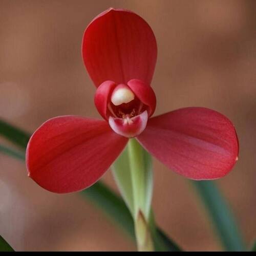 浓香型将上名品春兰火焰室内客厅