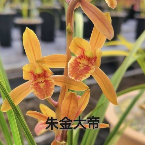 带花苞十大名贵兰花苗蕙兰【朱金大帝】室内外绿植花卉大全盆栽 - 封面