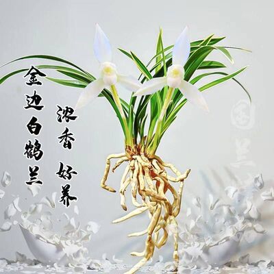 浓香型开花金边兰花新品白鹤当年