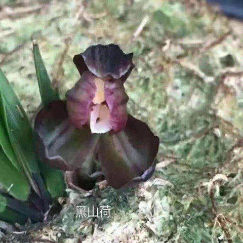 花苞花苗春兰浓香花卉大全内外带