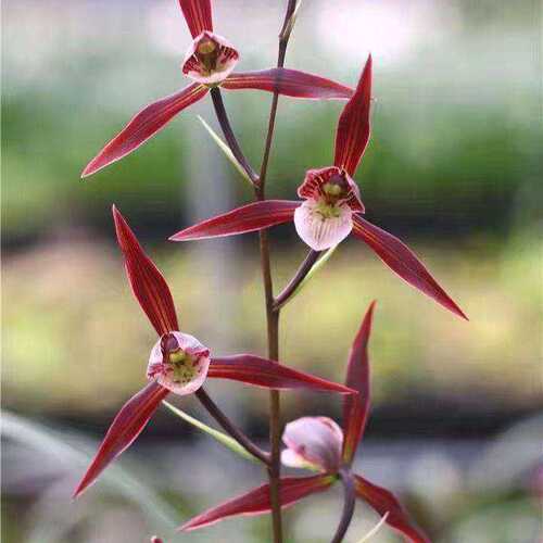 浓香型将上开花兰花新品正格红花