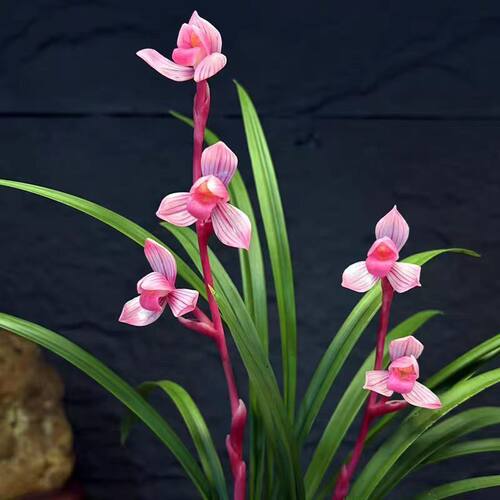 带花苞花卉新品荷瓣型【福贯天下】室内室外兰花阳台盆栽花卉
