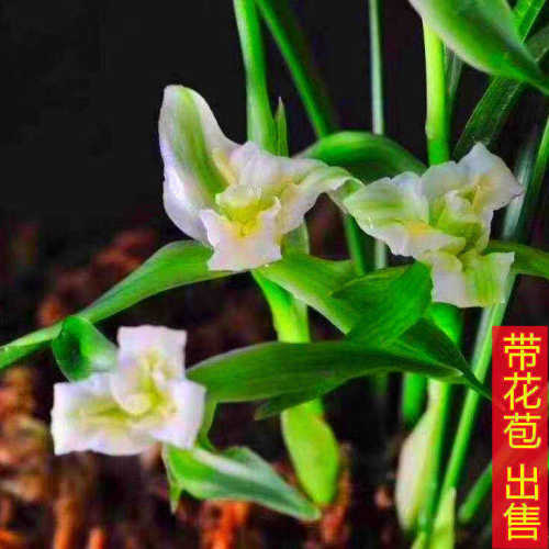 花期花苞春兰名贵兰花浓香室内带