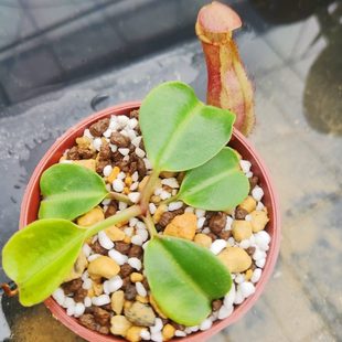 维奇交劳氏交地高宝黑种非常 低漂亮地猪笼草笼子食虫植物品特