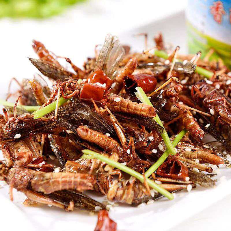 全自动蚂蚱振动筛油炸设备 网红蚂蚱串油炸机 油炸蝗虫油炸蚂蚱机