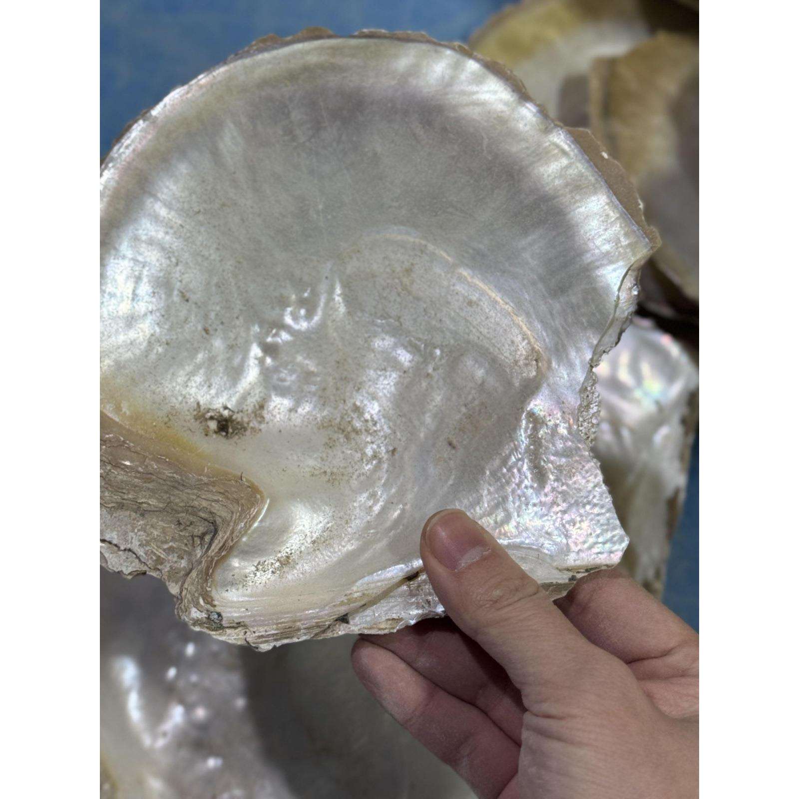 黄碟贝母贝壳毛料家具乐器雕刻镶嵌材料